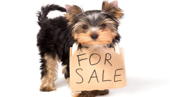 Philly Says No to Selling Puppies in Pet Stores and Flea Markets